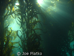 kelp beds of Monastery Beach at a time when there was fin... by Joe Platko 
